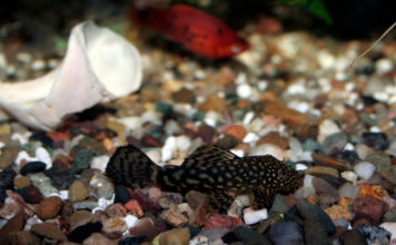 Come pulire l’acquario d’acqua dolce 1165 0 Come pulire l acquario d acqua dolce_ok